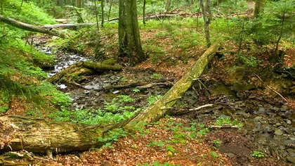 Grupul Schweighofer protejează pădurile virgine şi patrimoniul natural