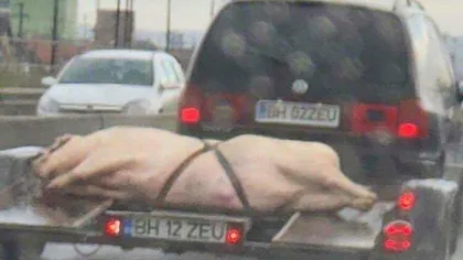 Metodă inedită a duce porcul acasă... pe trailer FOTO