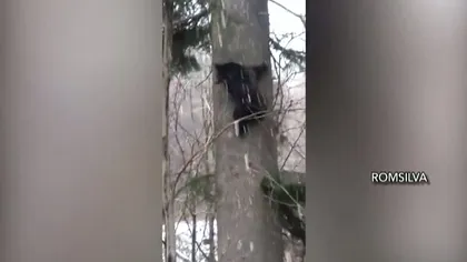 Imagini spectaculoase surprinse la Vidraru. O ursoaică şi puii ei au fost filmaţi de pădurari VIDEO