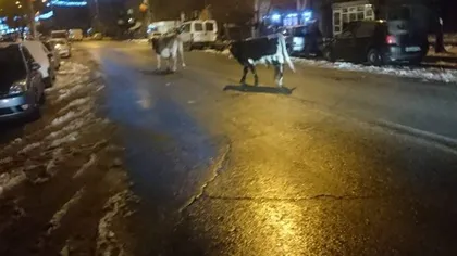 Locuitorii din Lupeni, îngroziţi de vacile lăsate să umble singure prin oraş: 