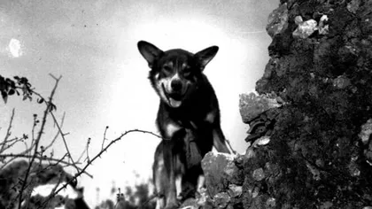 Un câine-erou, decorat de armata americană cu cea mai mare distincţie - Crucea Victoria