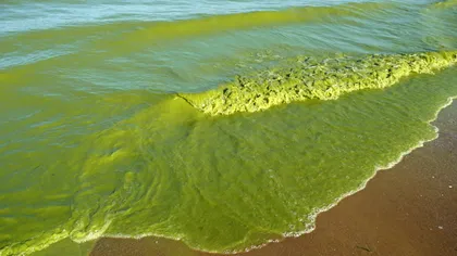 ALERTĂ! Alge toxice în Marea Neagră. Otrăvurile ajung în farfuriile românilor