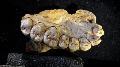 Cele mai vechi rămăşiţe umane descoperite în afara Africii dau înapoi ceasul istoriei omului
