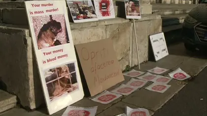 PROTEST în Capitală pentru stoparea abuzurilor împotriva maidanezilor VIDEO