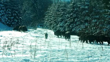 Turmă de zimbri, în libertate. Imagini uluitoare într-o pădure din România VIDEO