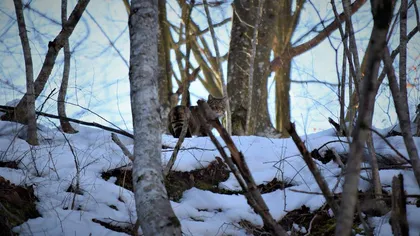 Imagini rare într-o pădure din România, o pisică sălbatică a fost fotografiată de rangeri