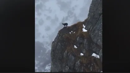 Imagini spectaculoase cu o capră neagră care coboară pe un versant muntos VIDEO