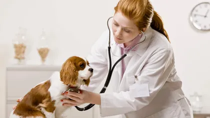 Klaus Iohannis cere Parlamentului reexaminarea legii privind recunoaşterea profesiei de medic veterinar
