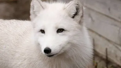 O vulpe polară de la Microrezervaţia din Constanţa a evadat. Animalul a fost prins după câteva ore şi dus înapoi