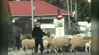 Gigi Becali şi-a scos oile la plimbare şi a blocat traficul în Pipera:A fost o bucurie mai mare decât când l-am vândut pe Stanciu VIDEO