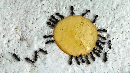 Cum să scapi de furnici. Soluţii naturale care dau rezultate