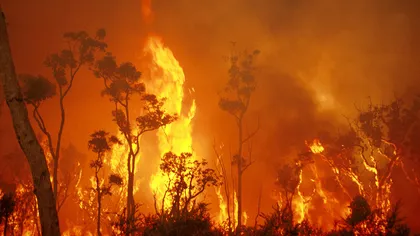 Zeci de case distruse de flăcări din cauza extinderii incendiilor de vegetaţie din Australia
