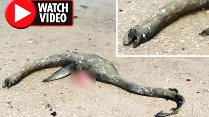 Creatura CIUDATĂ care a stârnit controverse în TOATĂ LUMEA. A fost găsit monstrul din Loch Ness? VIDEO