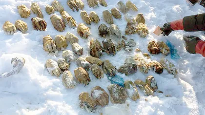 Descoperire macabră în Siberia. Peste 50 de mâini au fost găsite într-un sac pe malul unui râu