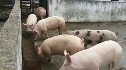 A treia suspiciune de pestă porcină din Buzău a fost infirmată.  În judeţ există două focare confirmate