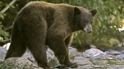 Un urs a băgat spaima în oamenii dintr-o localitate din Buzău. Animalul a mâncat un porc de 150 de kilograme