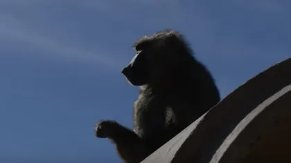 Planeta Maimuţelor. Trei babuini au evadat dintr-un institut de cercetări biomedicale din SUA