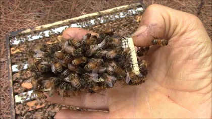 Roiurile de albine au ucis până acum doi oameni, iar cazurile de atac sunt tot mai frecvente