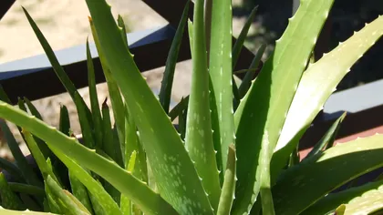 Specii de Aloe, din toate colţurile adunate