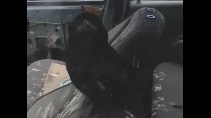 O cioară a distrus interiorul unui Logan, în Satu Mare VIDEO