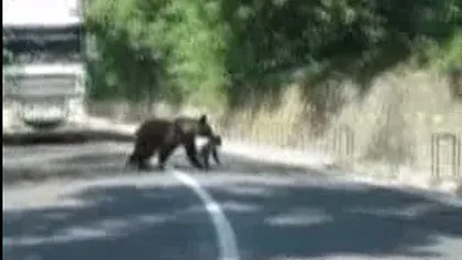 BĂILE TUŞNAD. O ursoaică a oprit traficul pentru ca puiul său să traverseze strada în siguranţă VIDEO