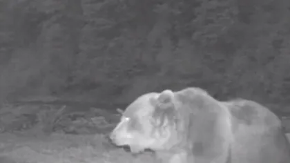O cameră de monitorizare a faunei a surprins imaginile în pădure. Vezi ce făcea acest urs uriaş VIDEO