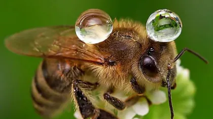 Înţepăturile de albine şi viespi la copii