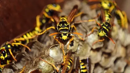 Turişti atacaţi de un roi de viespi în masivul Bucegi