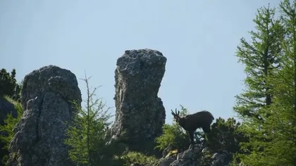 O capră neagră, filmată într-o zonă stâncoasă din Parcul Natural Bucegi VIDEO