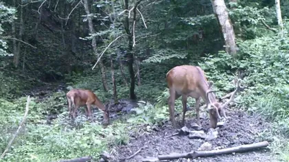 Doi cerbi frumoşi, filmaţi într-o pădure din Munţii Ţarcu VIDEO