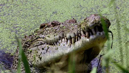 Ceremonial sfârşit tragic. Un pastor a fost ucis de un crocodil, în timp ce boteza enoriaşii într-un lac