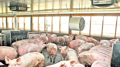 Zeci de mii de porci, sacrificaţi după confirmarea virusului Pestei Porcine Africane într-o exploataţie din Tulcea