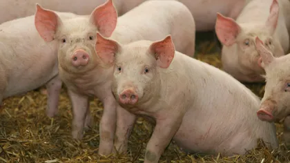 Avertismentul Asociaţiei Pro Consumatori: Un milion de porci vor fi incineraţi din cauza unei epidemii false de pestă porcină