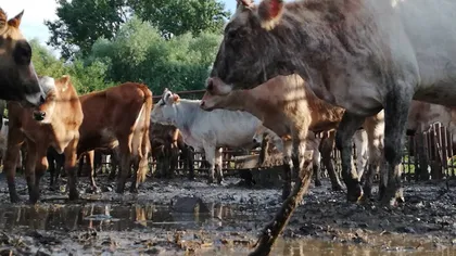 Un primar a confiscat vitele sătenilor şi le-a închis într-un ţarc mizerabil, fără apă şi fără mâncare. Imaginile au ajuns virale