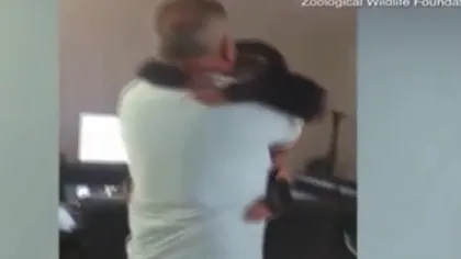 Reacţia incredibilă a unui cimpanezeu când îi revede pe oamenii care l-au crescut în primele luni de viaţă VIDEO