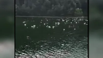 Dezastru ecologic pe lacul Bicaz. Aluviunile de pe munte au adus tone de sticle de plastic şi gunoaie VIDEO