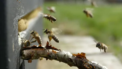 Alertă din cauza înţepăturilor de viespe. Un bărbat a murit