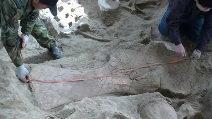 Fosilele unei noi specii de dinozaur, descoperite în China