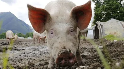 Pesta porcină africană, confirmată într-o gospodărie din localitatea Comănicea, Dolj