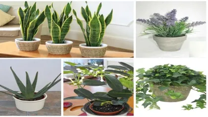 8 plante benefice pentru fiecare cameră