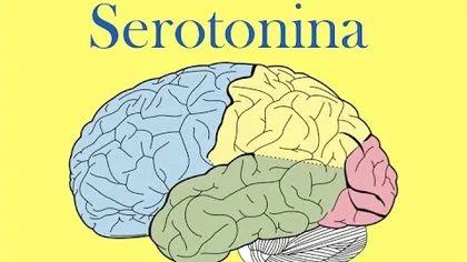 Cum sa creşti nivelul de serotonină din creier