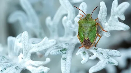 21 de trucuri naturale ca să scapi de insecte şi dăunatori