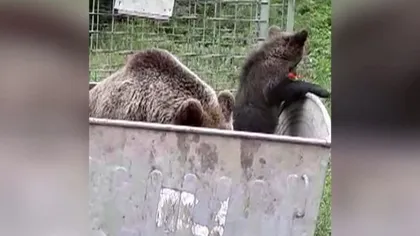 Imagini incredibile la Buşteni. O ursoaică a fost surprinsă împreună cu puii ei într-un camping de rulote VIDEO