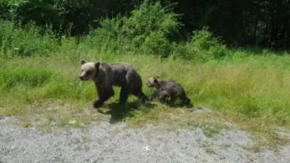 Urşi îndepărtaţi de jandarmi din Miercurea Ciuc şi Băile Tuşnad