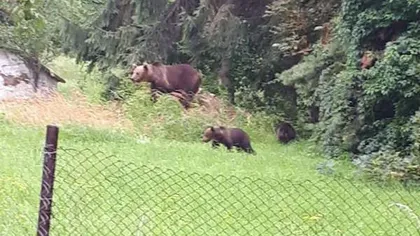 Urşii, în vizită la pacienţi. O ursoaică şi trei pui au fost fotografiaţi lângă Spitalul Judeţean din Miercurea Ciuc