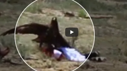 Fetiţă atacată de un vultur regal. Atenţie, imagini şocante! VIDEO