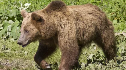 Un urs a fost omorât într-un accident pe autostradă. Este al doilea incident de acest fel într-o săptămână