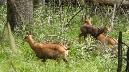 Iezi şi capre negre, într-o pădure din Parcul Natural Bucegi VIDEO