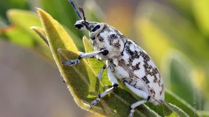 O nouă specie de insectă descoperită în România