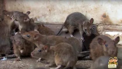 Şobolani filmaţi lângă Primăria Arad. Este focar de infecţie, un risc pentru sănătatea publică